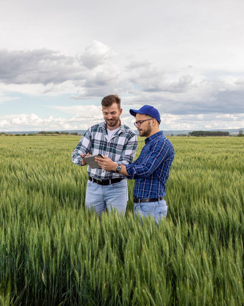 Two farmers standing in a wheat field, looking at tablet.