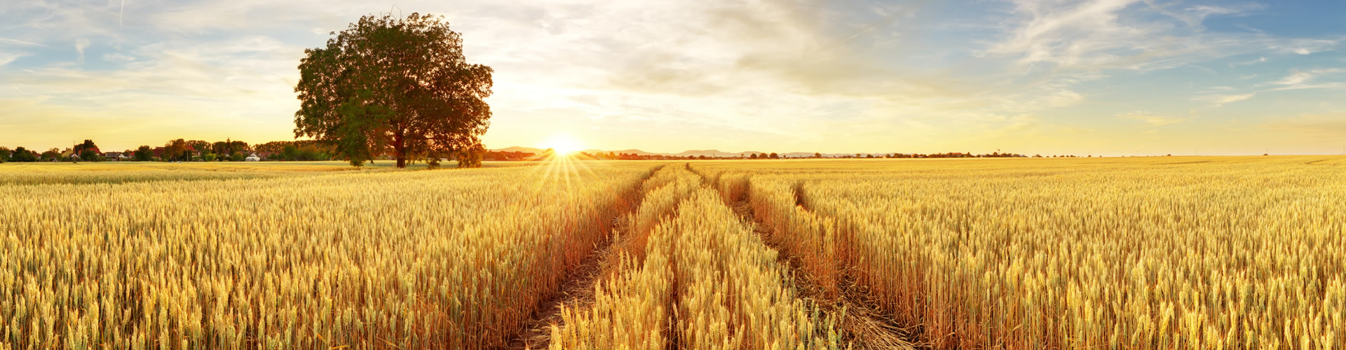 Agriculture Loan Header: Wheat Field